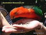 King Parrot