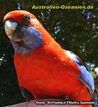 Nahaufnahme: Rosella auf der Hand