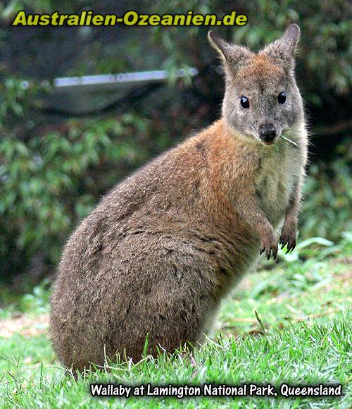 Wallaby