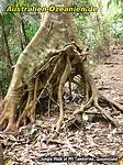 knorriger Baum im Regenwald