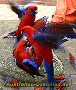 Rosellas - Handfütterung