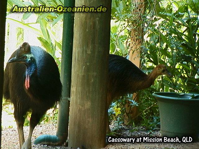 Casuare - cassowaries