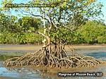 Mangrove