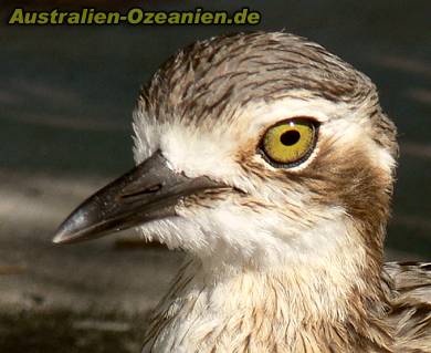 bush stone-curlew Kopf