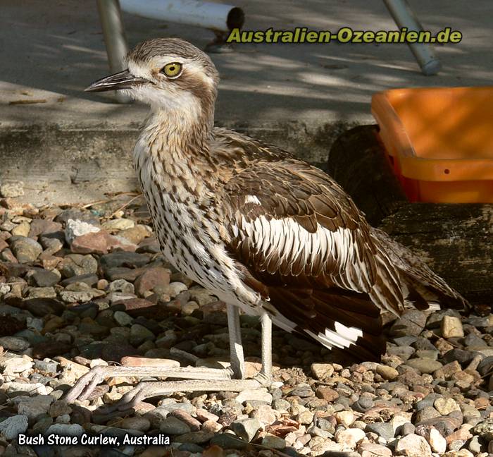 sitzender bush stone-curlew