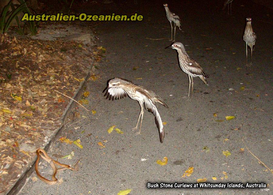 Gruppe Triele und Schlange