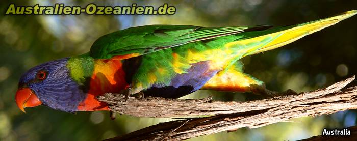 Allfarblori - Rainbow lorikeet