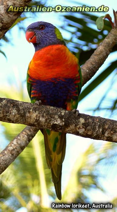 Allfarblori - Rainbow lorikeet