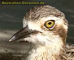 Kopf des Bush Stone-Curlew