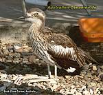 Bush Stone-Curlew