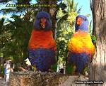 zwei Rainbow lorikeets