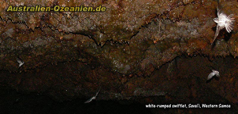 Salangane in der Höhle