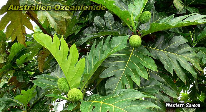 exotische Früchte am Baum