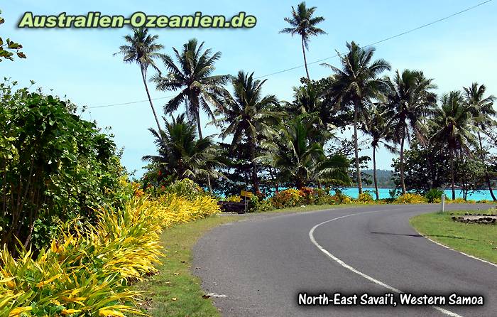 Savaii - Straße-Palmen-Meer