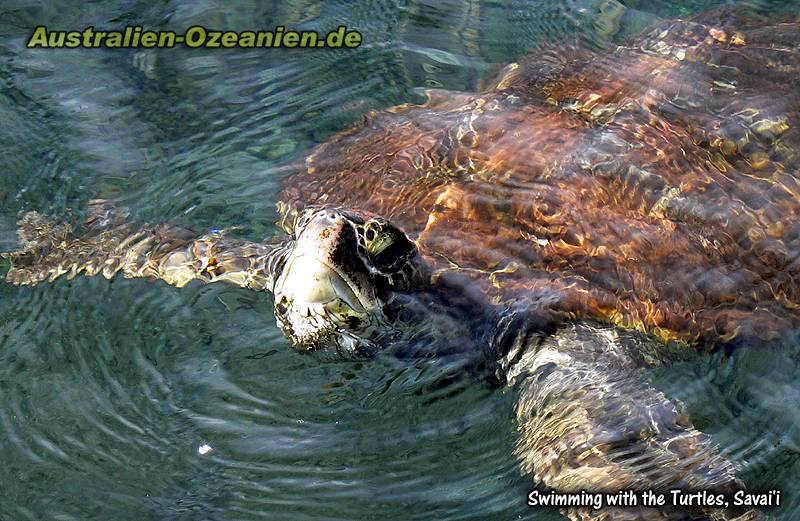 Wasserschildkröte beim atmen