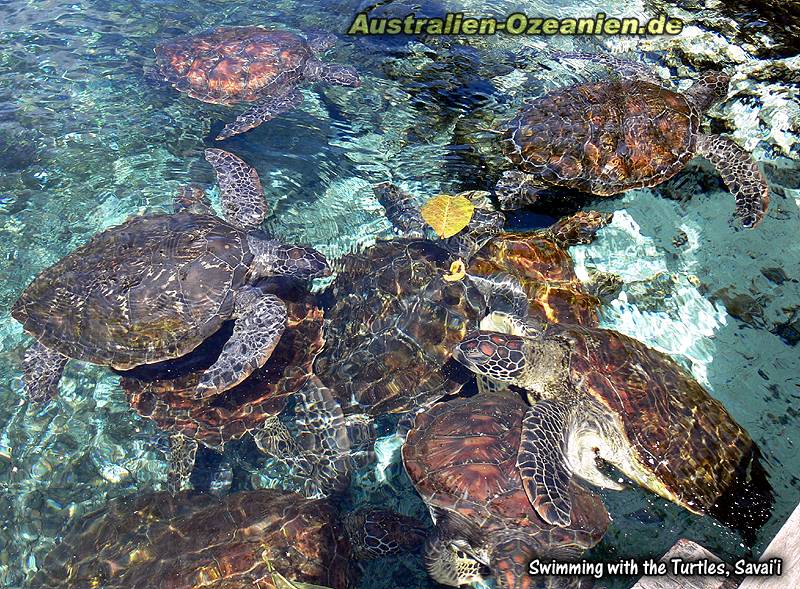 große Wasserschildkröten