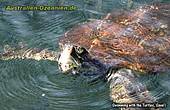 große Wasserschildkröte