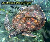 große Wasserschildkröte