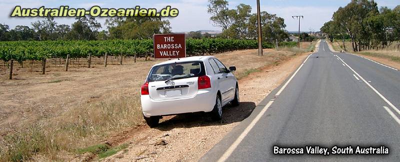 Weinreben an der Straße