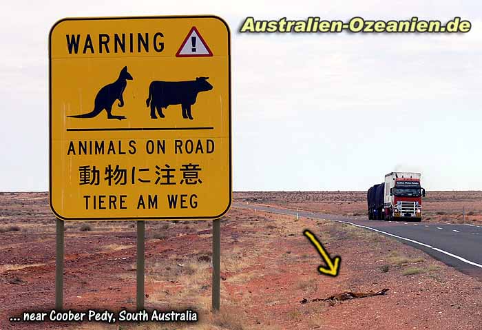 dead kangaroo - Warnschild und totes Känguru an der Straße
