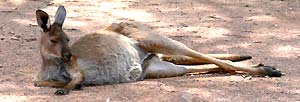 faules Känguru in Wilpena