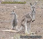 Flinders Ranges - Wilpena