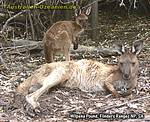 Flinders Ranges - Wilpena