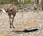 springendes Känguru