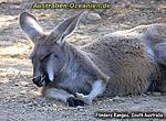 Flinders Ranges - Wilpena