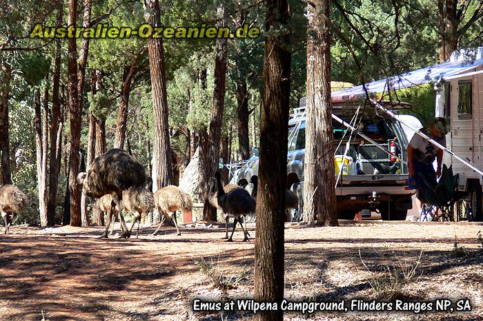 Emus am Auto