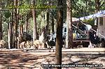 Emus in Wilpena