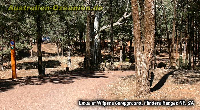 Emus in Wilpena