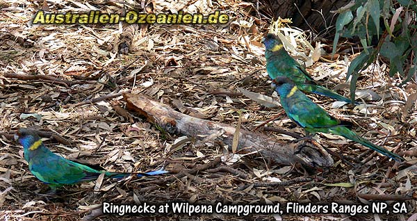 Papageien am Waldboden