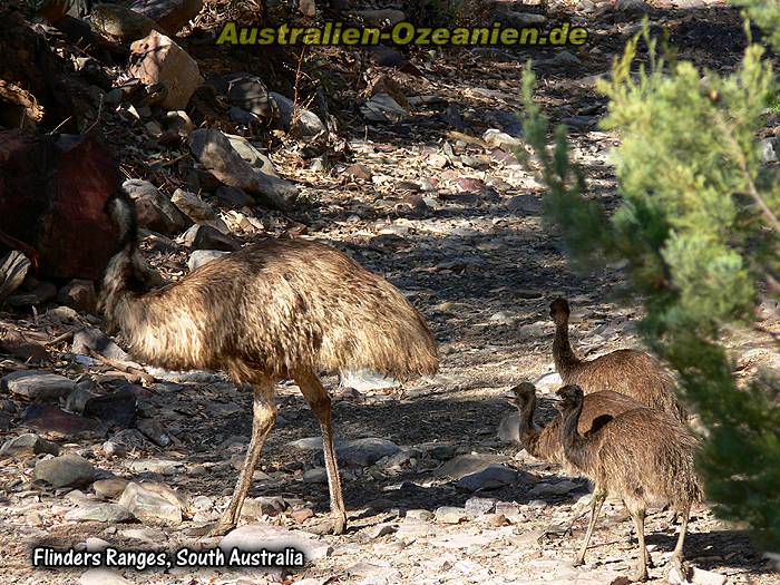 Emu mit drei Jungen