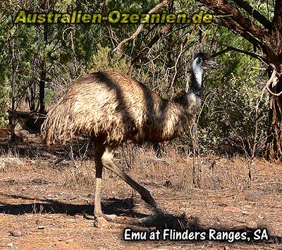 Emu