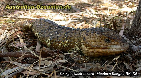 Thumbtail Lizard