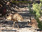 Flinders Ranges - Emu und Junge