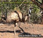 Flinders Ranges - Emu