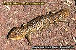 Shingleback Lizard