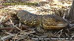 Shingleback skink