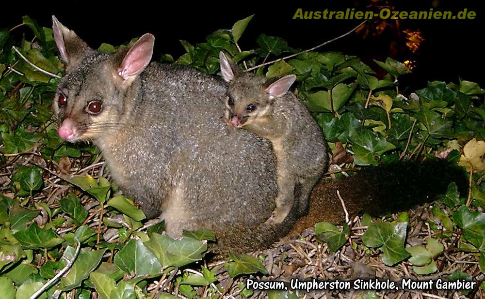 Opossum mit Jungem