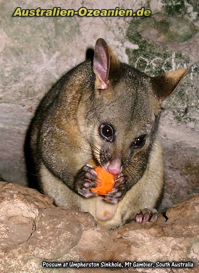 Opossum frißt Mohrübe