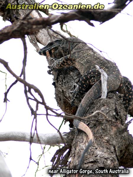 große Echse im Baum