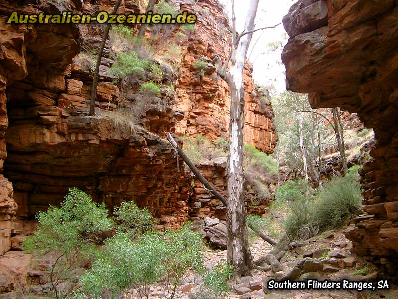 Alligator Gorge