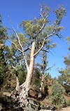 Baum in den Flinders Ranges