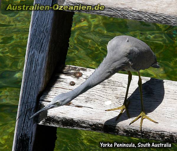 konzentrierterr Vogel