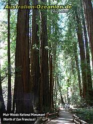 Redwood-Bäume in Muir Woods