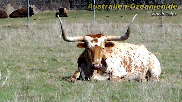 02-Texas_Longhorn