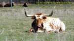 02-Texas_Longhorn