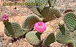 flowering cactus